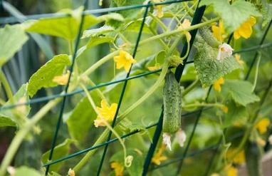 Obr: 1093