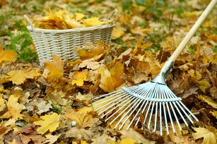 Obr: 1546