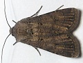 Obr: 1709.jpg
