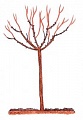 Obr: 1930.jpg