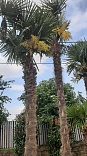 Obr: 2501.jpg