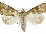 Obr: 2756.jpg