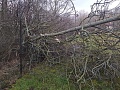 Obr: 36446.jpg