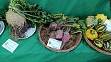 Obr: 49725.jpg
