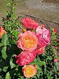 Obr: 52718.jpg