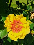 Obr: 52719.jpg