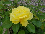 Obr: 49350.jpg