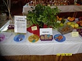 Obr: 29109.jpg