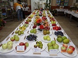 Obr: 43083.jpg