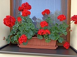 Obr: 45811.jpg