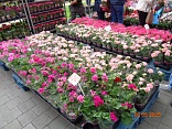Obr: 48262.jpg
