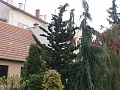 Obr: 30394.jpg
