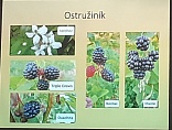 Obr: 3111.jpg