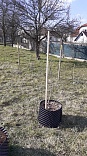 Obr: 3145.jpg
