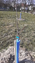 obr